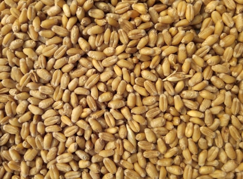 Indian Wheat